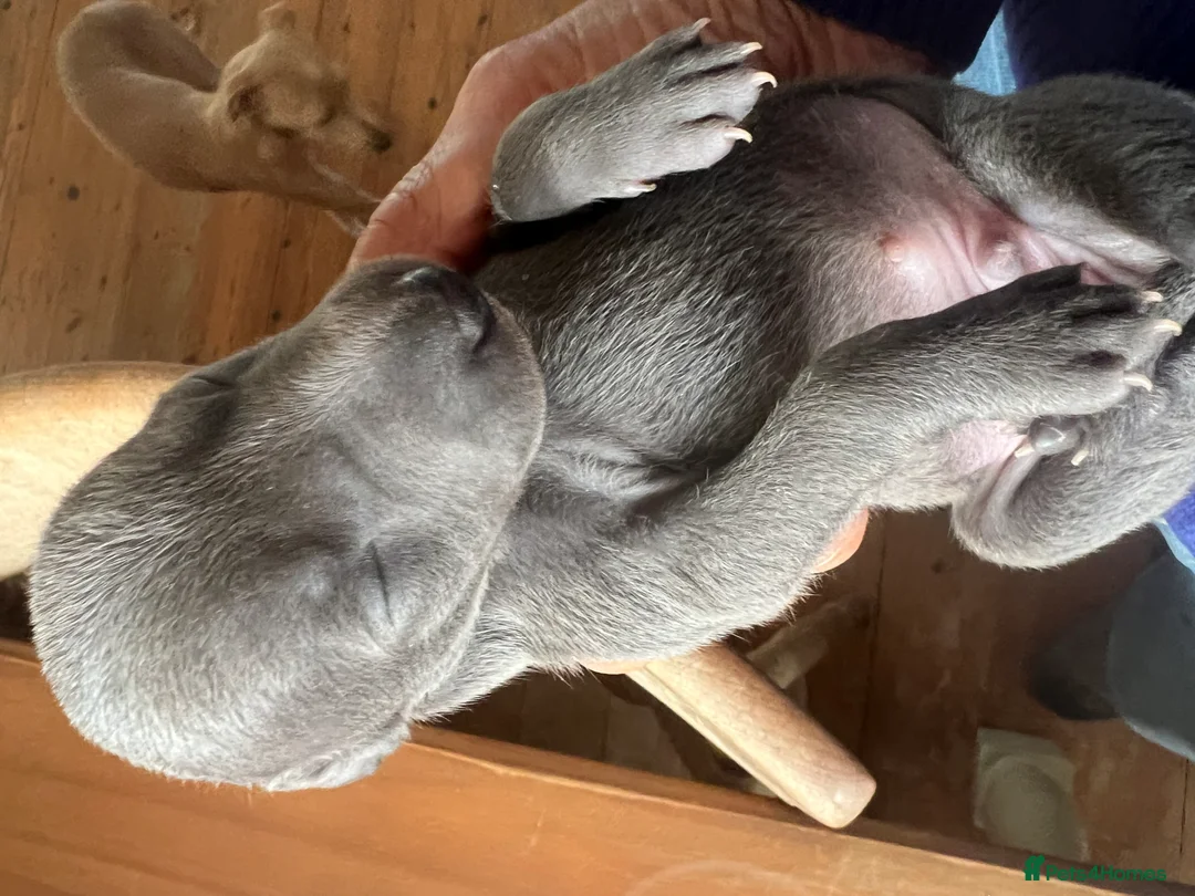 Italian Greyhound dogs for sale:     Italian Greyhound. Babies  - Advert 29