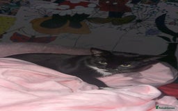 Mixed Breed cats for sale: mixed breed female kitten for sale in Hereford - Image 3