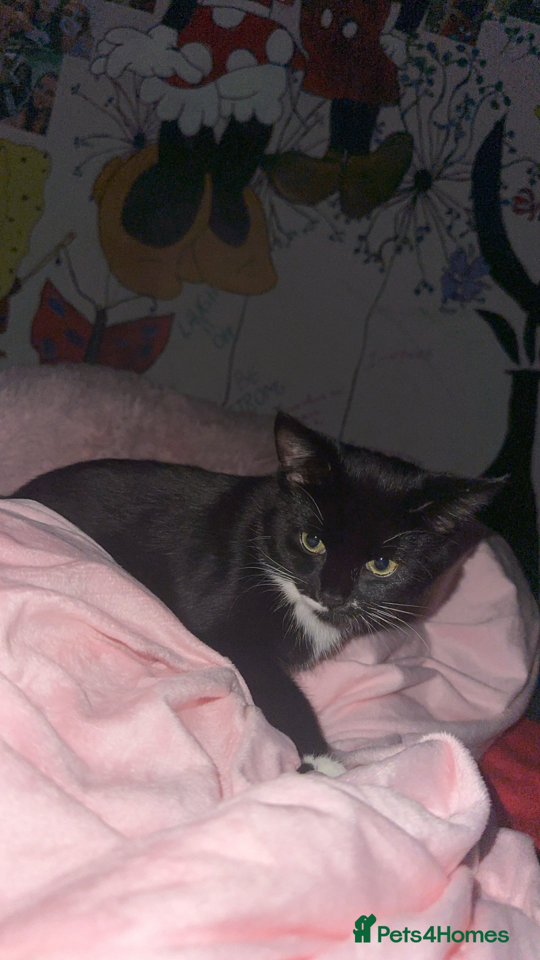 Mixed Breed cats for sale: mixed breed female kitten for sale in Hereford - Image 3