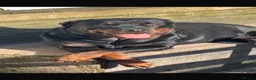 Mixed Breed dogs for sale: 🐾 Rottweiler x Belgian Malinois Puppies  - Advert 26