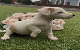 Jack Russell dogs for sale: Tri coloured Jack Russel pups  - Advert 4