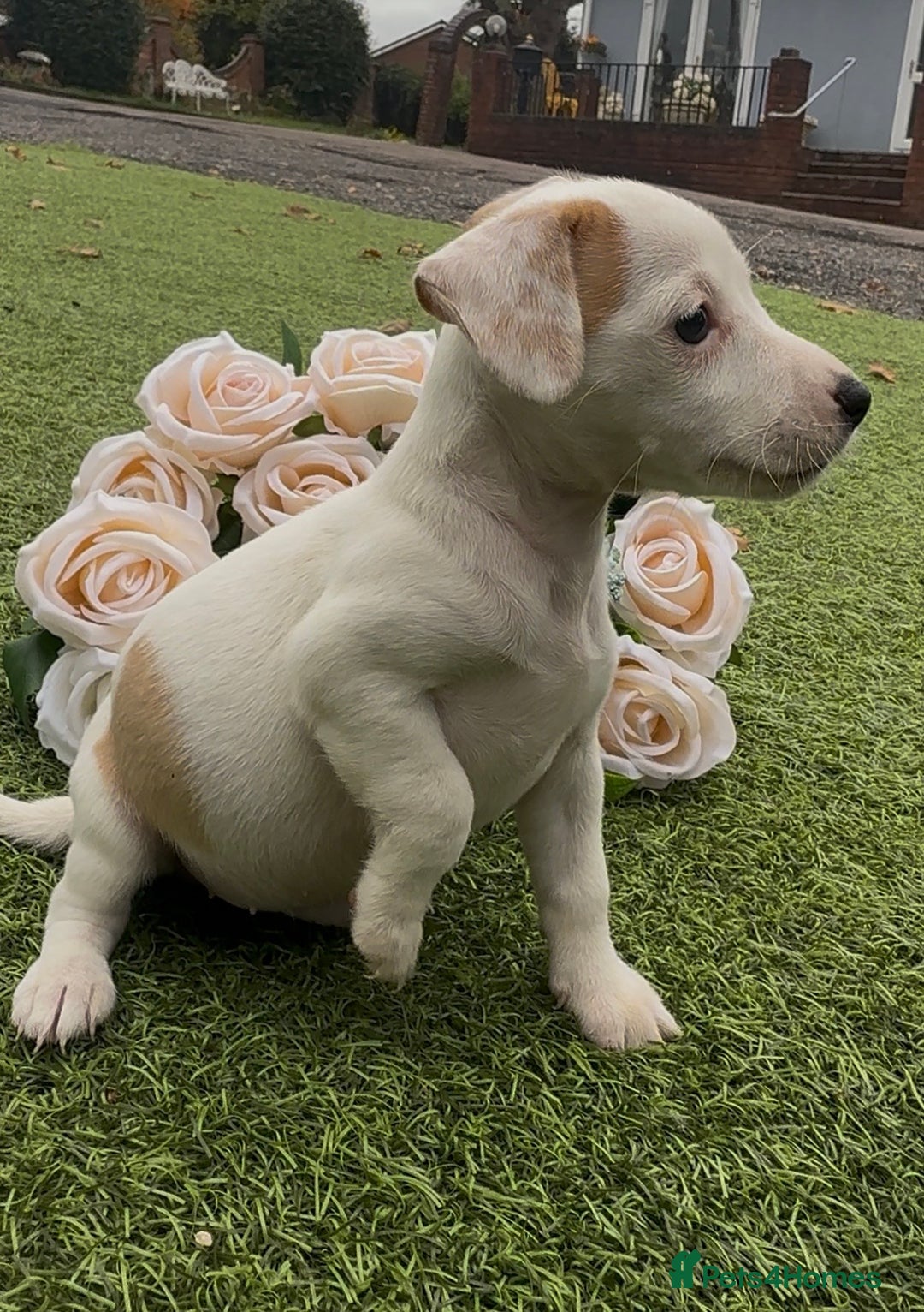 Jack Russell dogs for sale: Tri coloured Jack Russel pups  - Advert 4
