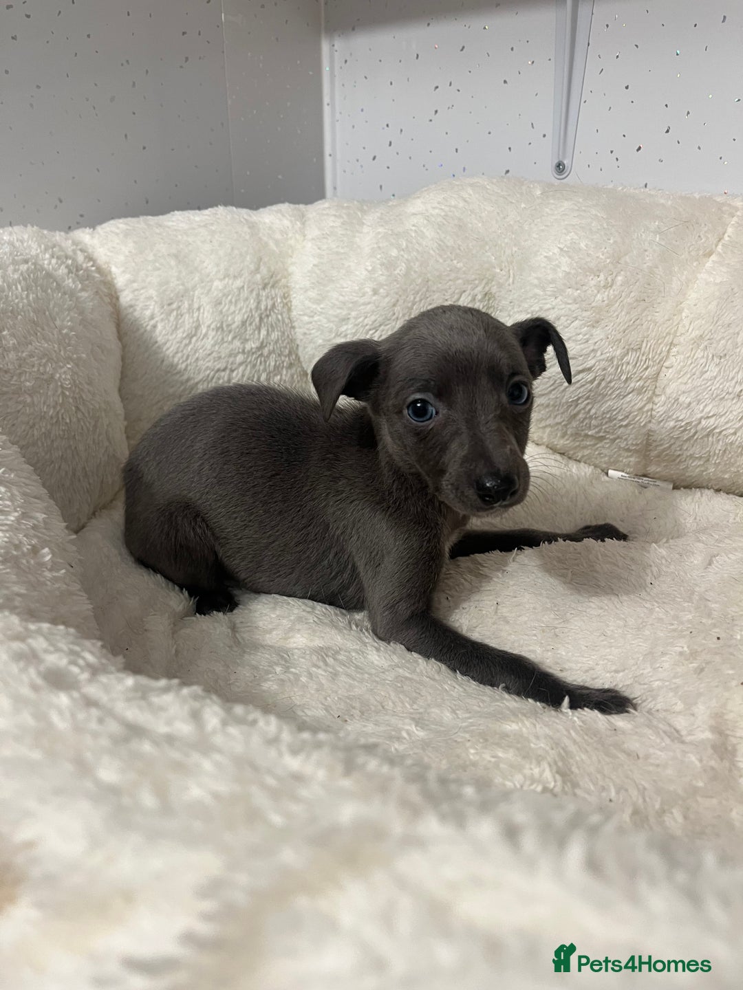 Whippet dogs for sale: Whippet  - Advert 9