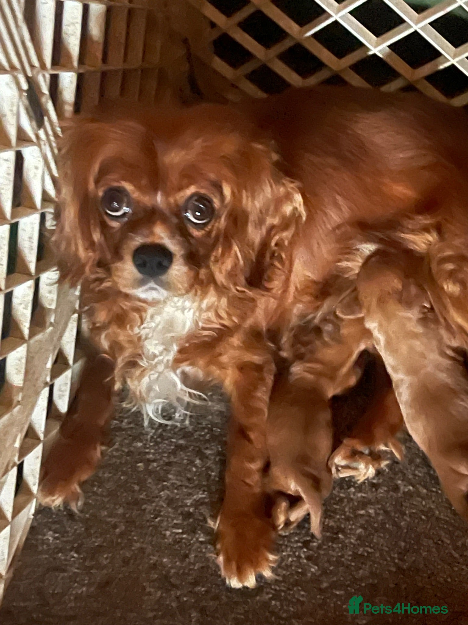 Cavalier King Charles Spaniel dogs Cavalier King Charles spaniels  - Advert 11