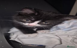 British Shorthair cats for sale: Male kitten 8 weeks old - Image 3