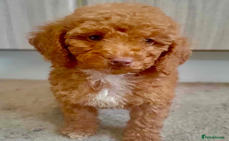 Cavapoo dogs - Advert 1