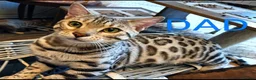 Mixed Breed cats for sale: Silver Rossetted Parti X Bengal kittens  in Bootle - Advert 6