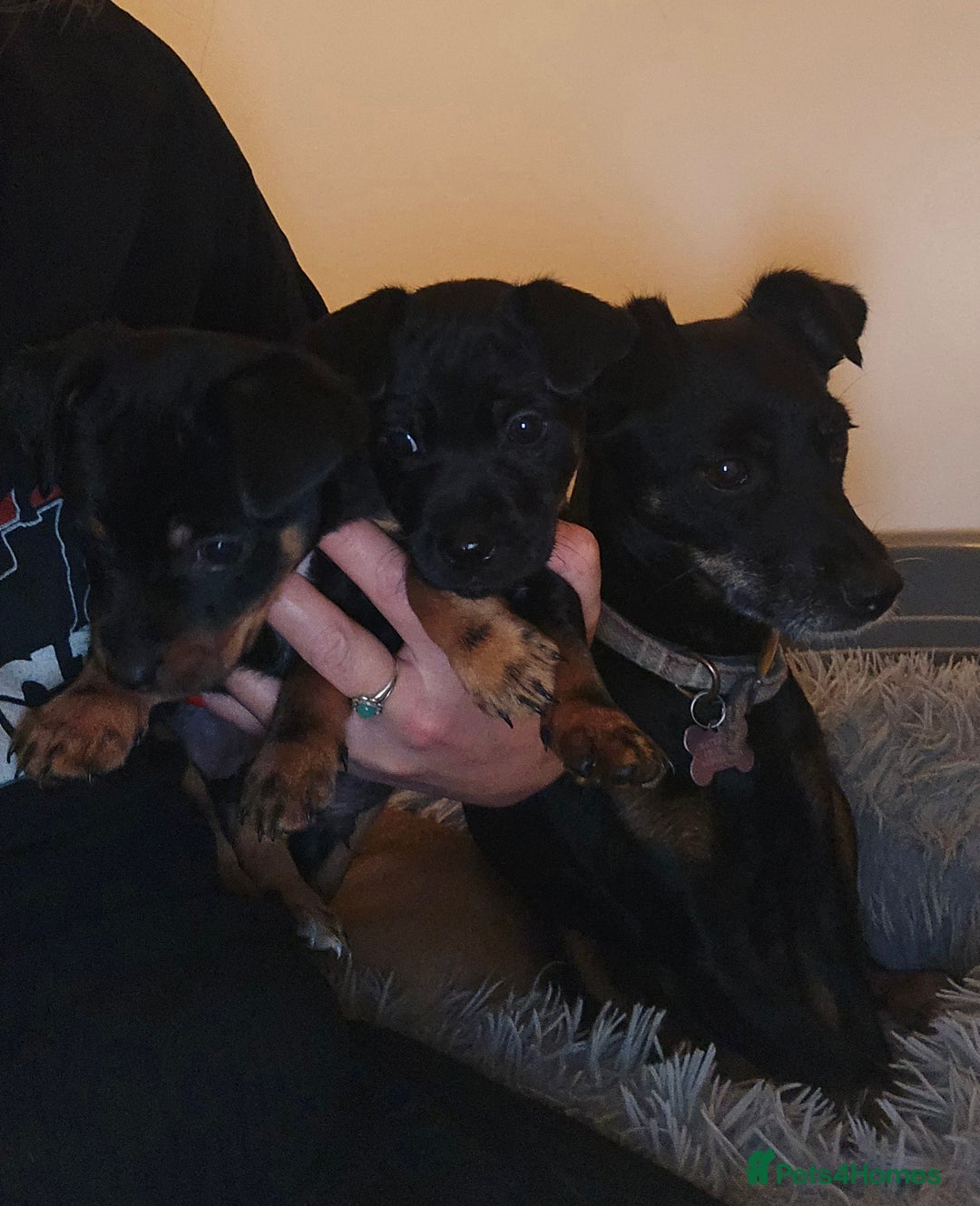 Patterjack dogs for sale: Patterjack - Image 7