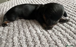 Miniature Dachshund dogs for sale: Stunning litter of 4 KC Reg puppies  - Image 3