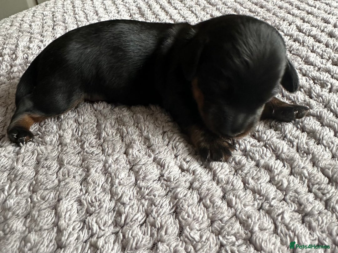 Miniature Dachshund dogs for sale: Stunning litter of 4 KC Reg puppies  - Image 3