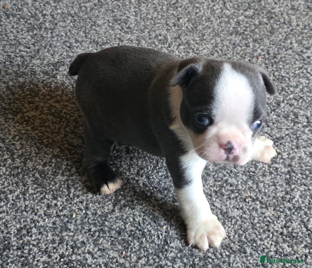 Boston Terrier dogs for sale: Stunning Rare Blue Boy  - Advert 2