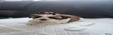 Shih Tzu 6