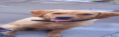 Labrador Retriever 1
