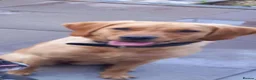 Labrador Retriever dogs for sale: Labrador  in Droitwich - Advert 1