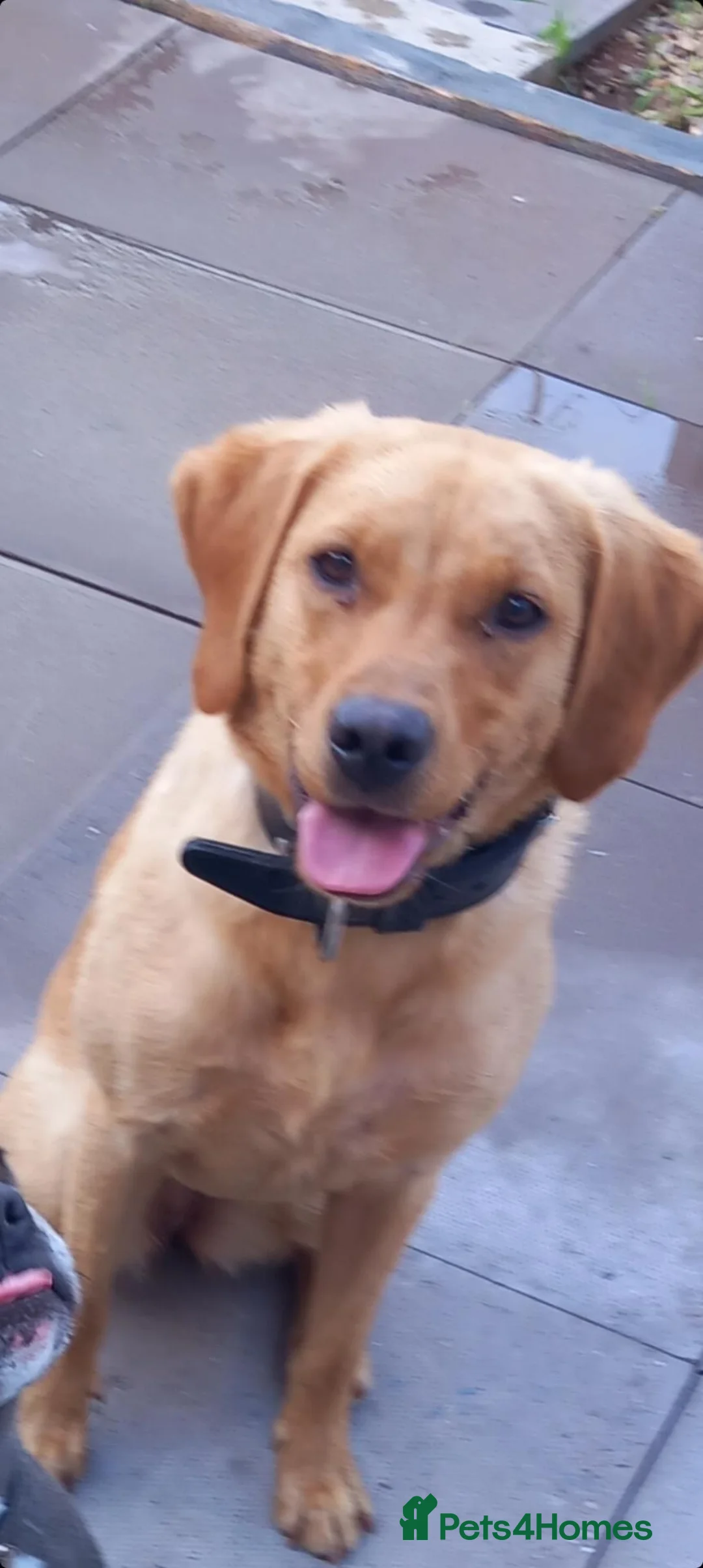 Labrador Retriever dogs for sale: Labrador  in Droitwich - Advert 1