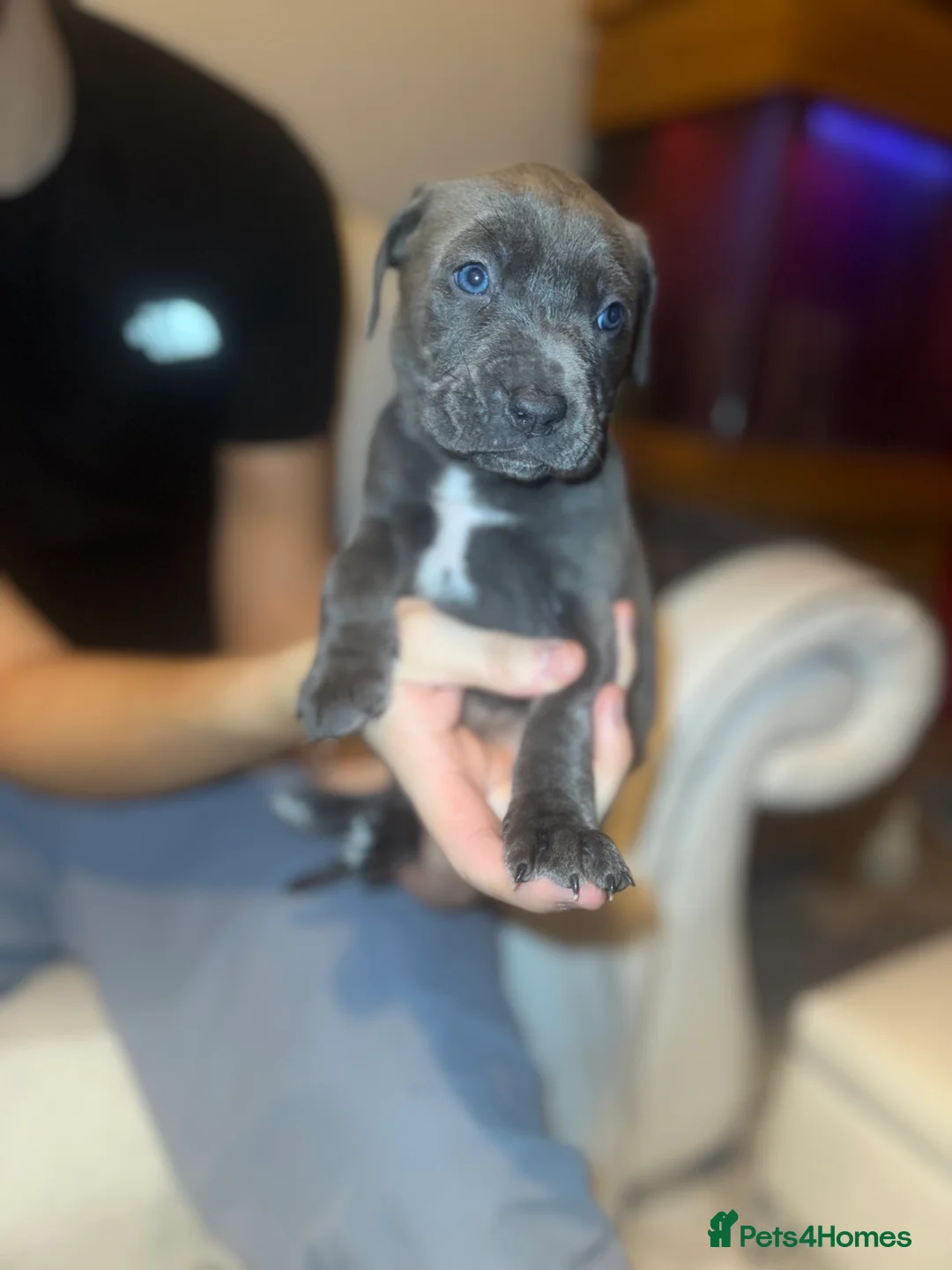 Cane Corso dogs for sale: Outstanding cane corso pups 🐶  - Advert 26
