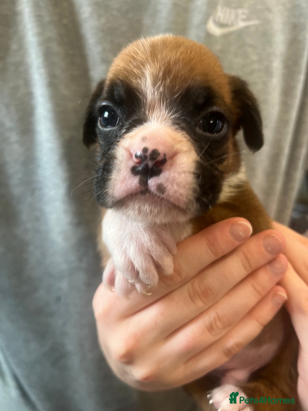 Boxer dogs for sale: Gorgeous litter of tailed and bob tailed boxers  - Image 5