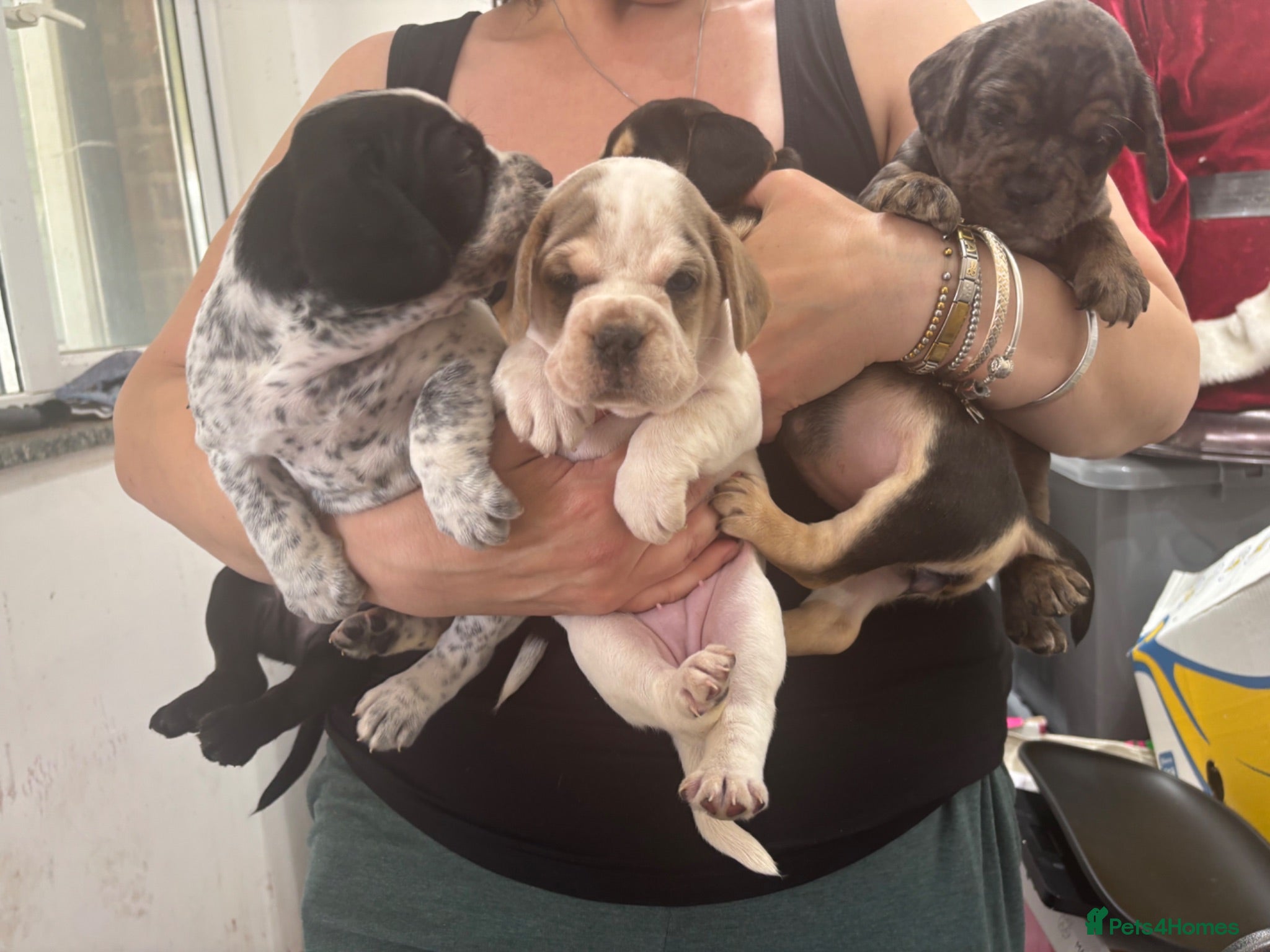 Mixed Breed dogs show cocker spaniel x french bulldog mix pups - Advert 17