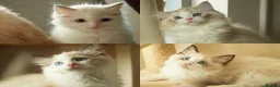 Ragdoll cats for sale: TICA championship Ragdoll Kittens  in London - Advert 1