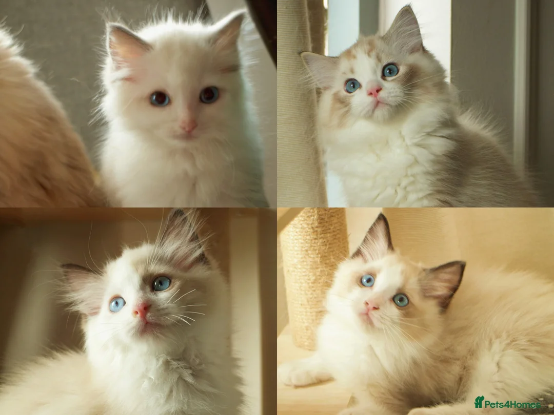Ragdoll cats for sale: TICA championship Ragdoll Kittens  in London - Advert 1