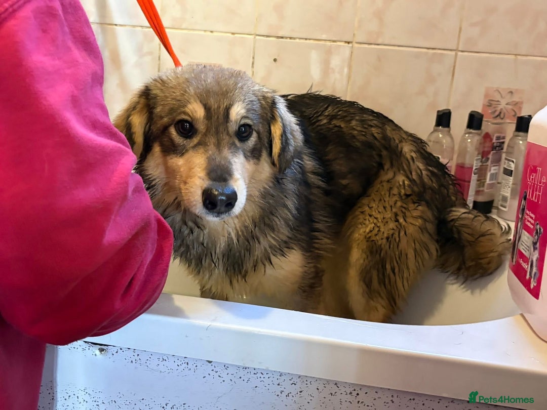 Mixed Breed dogs for adoption: Dave - Norwich Norfolk  - Advert 17