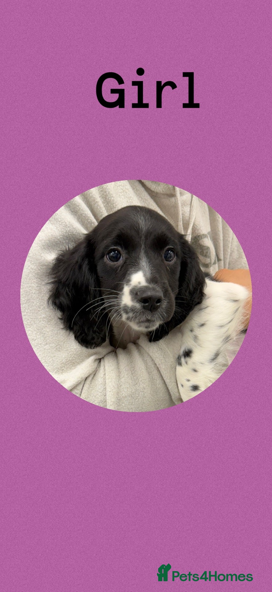 English Springer Spaniel dogs KC Registered English Springer Spaniel Puppies  - Advert 1