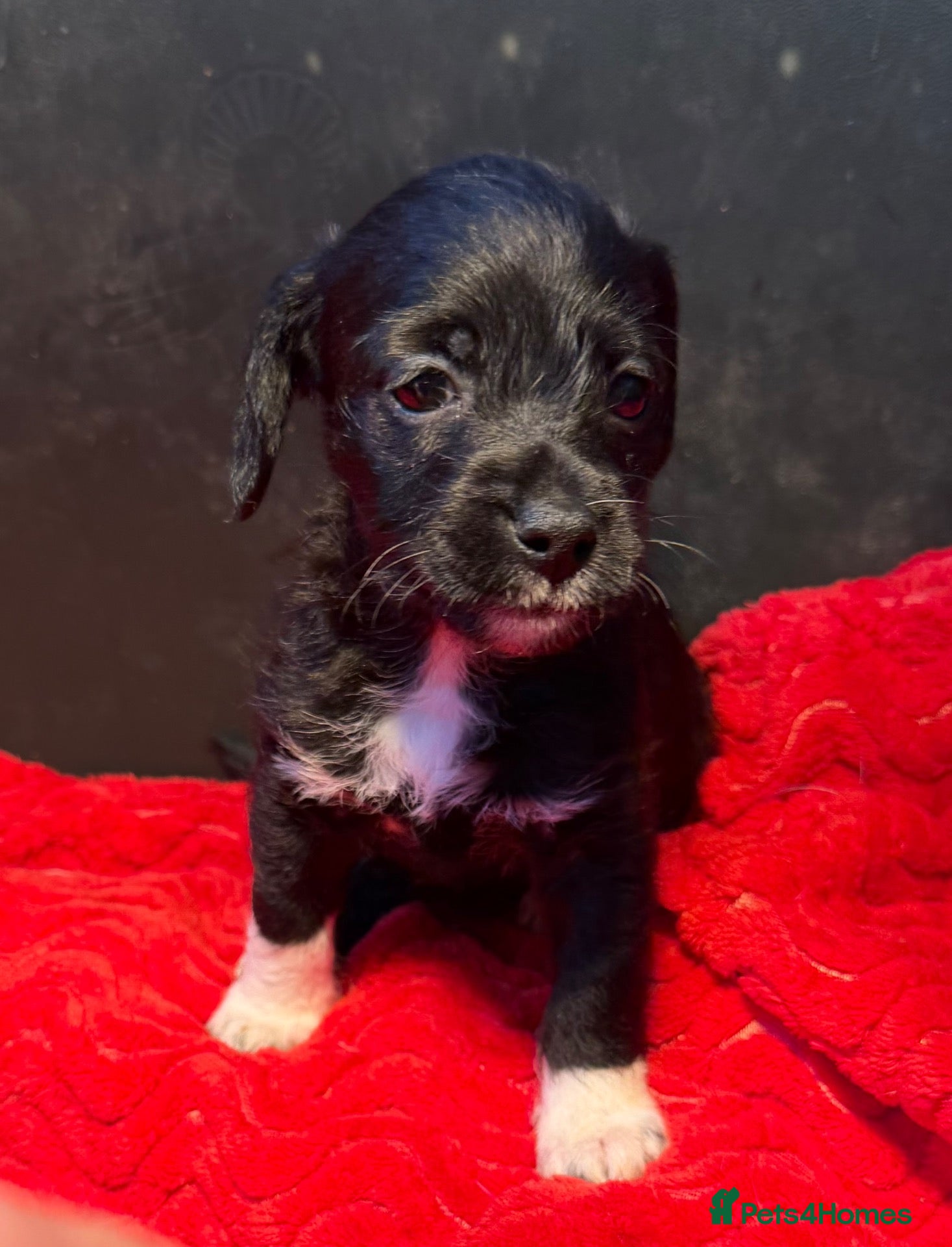 Jackapoo dogs 1 GIRL LEFT - F1 Jackapoo puppies - Advert 1