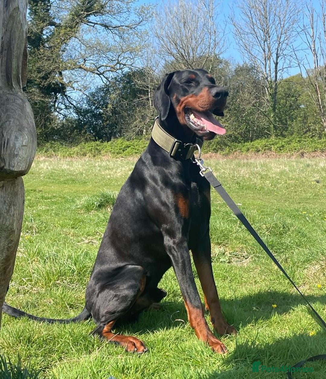 Dobermann dogs for stud: Stud duties only in Bridgend - Image 9
