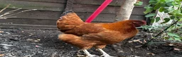 Chickens poultry for sale: 4 Hens for £70 in Manchester - Advert 15