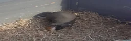 Guinea Pig rodents for sale:   skinny pigs - Advert 9