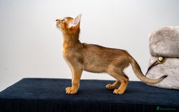 Abyssinian cats for sale: Vanilla Boy-Exceptional Abyssinian-Champion line - Advert 11
