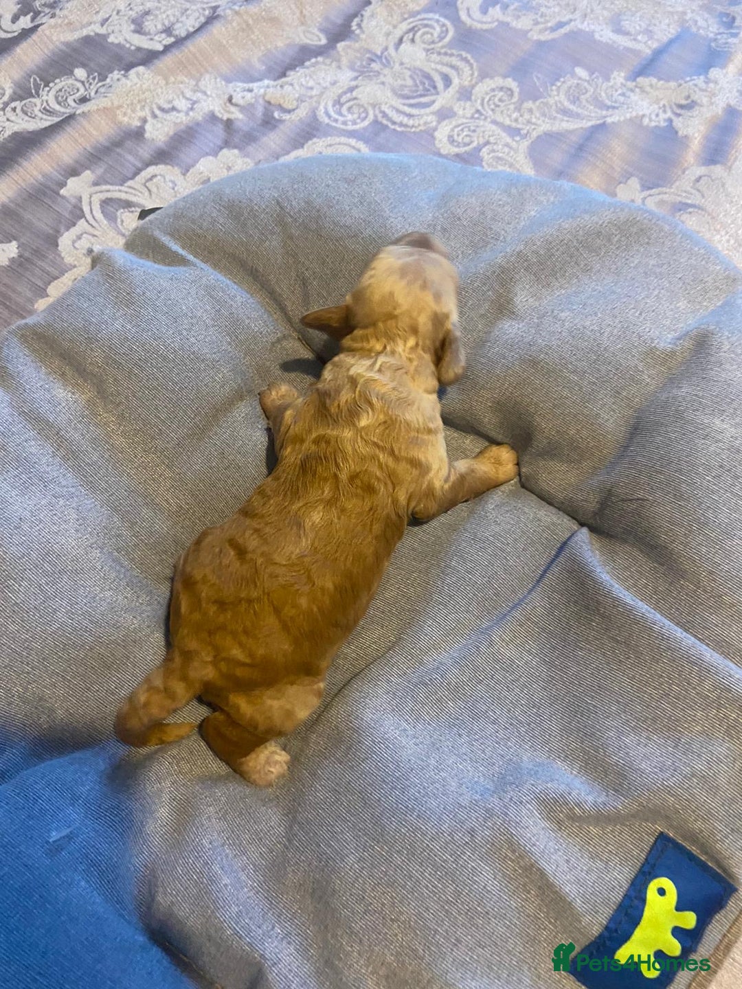 Cockapoo dogs for sale: Beautiful puppies in time for  ** ! 🐶 🥰  **   - Image 12