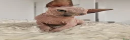 Sphynx cats for sale: Full pedigree sphynx kittens  - Advert 9