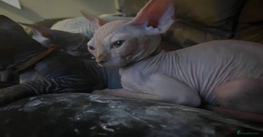 Sphynx cats - Advert 3