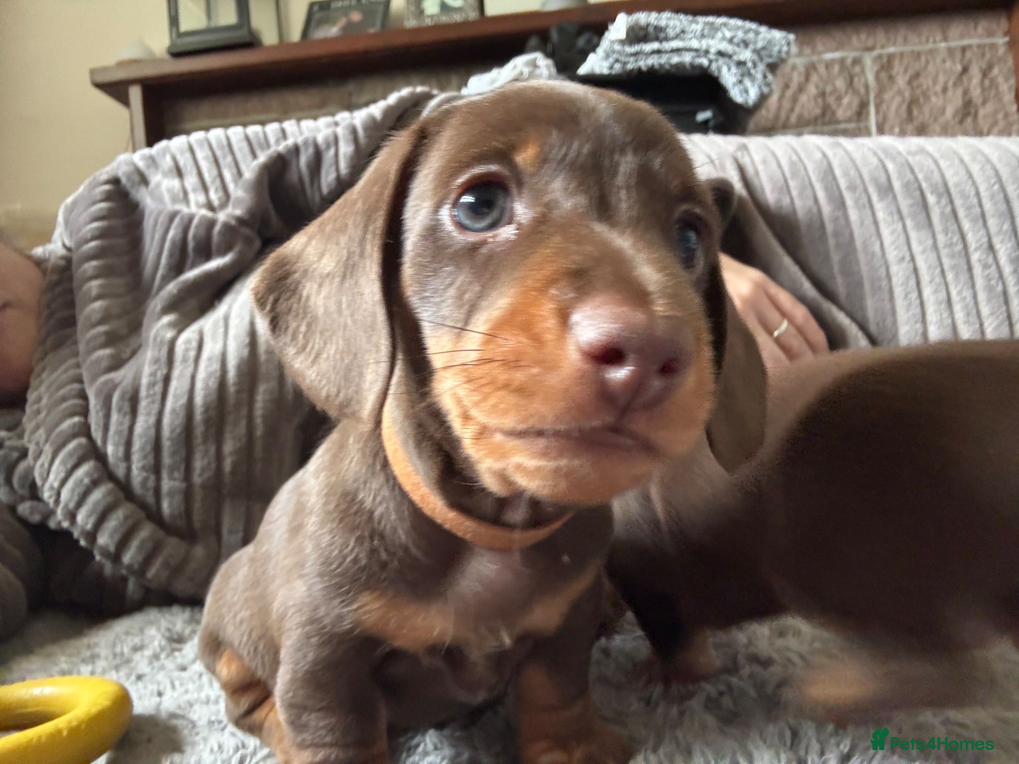 Miniature Dachshund dogs 1 Beautiful Chocolate Miniature Dachshund Boys - Advert 5