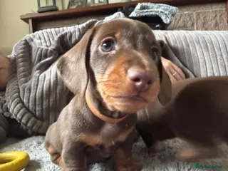 Miniature Dachshund dogs 1 Beautiful Chocolate Miniature Dachshund Boys - Advert 5