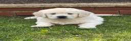 Golden Retriever dogs for sale: Male Cream golden retriever pup ready now - Advert 8