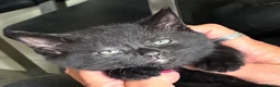 British Shorthair cats for sale: 2 x all black male kittens in Crawley - Advert 5