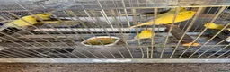 Canaries birds for sale: Canary for sale - Advert 4