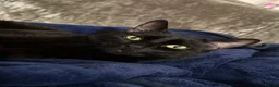 Domestic Shorthair cats for sale: Male and female cat (can be sold separate) - Advert 2