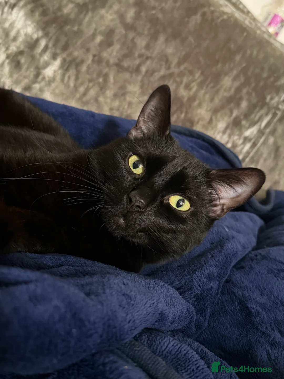 Domestic Shorthair cats for sale: Male and female cat (can be sold separate) - Advert 2