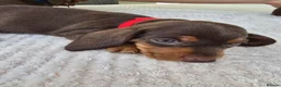 Dachshund dogs for sale: Beautiful Standard DashshundsReady Now 🏡❤️  - Advert 8