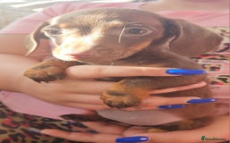 Miniature Dachshund dogs for sale: Miniature dachshund puppies  - Image 12