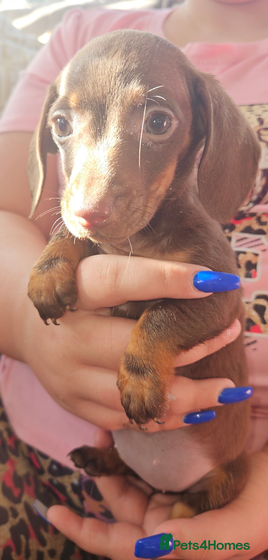Miniature Dachshund dogs for sale: Miniature dachshund puppies  - Image 12