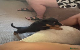 Mixed Breed dogs for sale: Rottweiler x puppys - Image 9