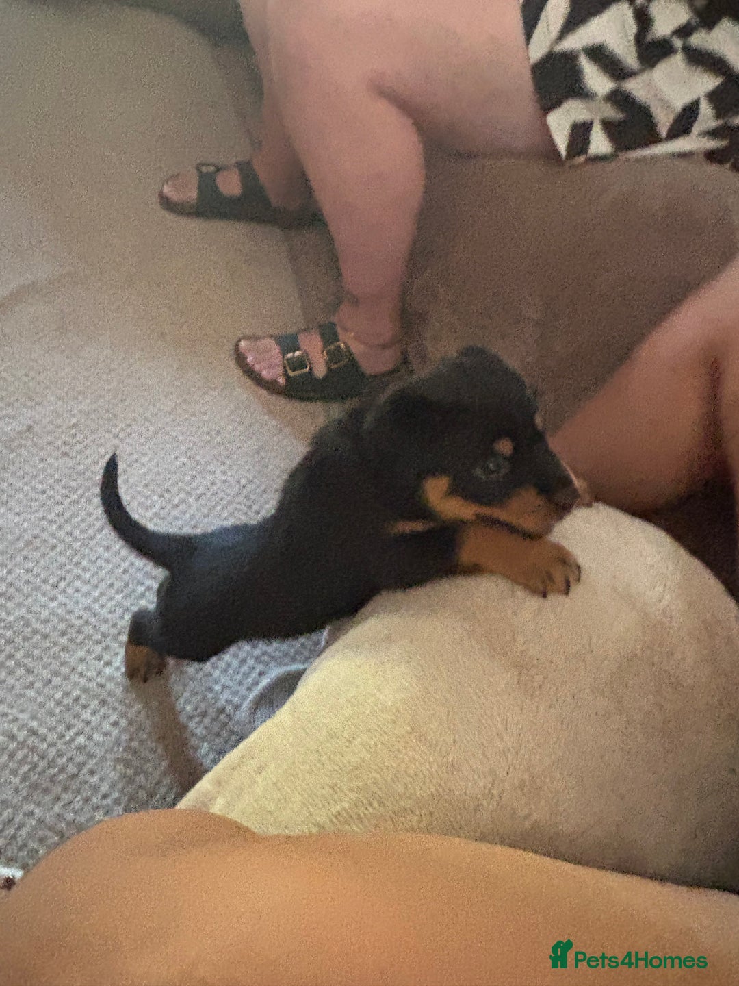 Mixed Breed dogs for sale: Rottweiler x puppys - Image 9