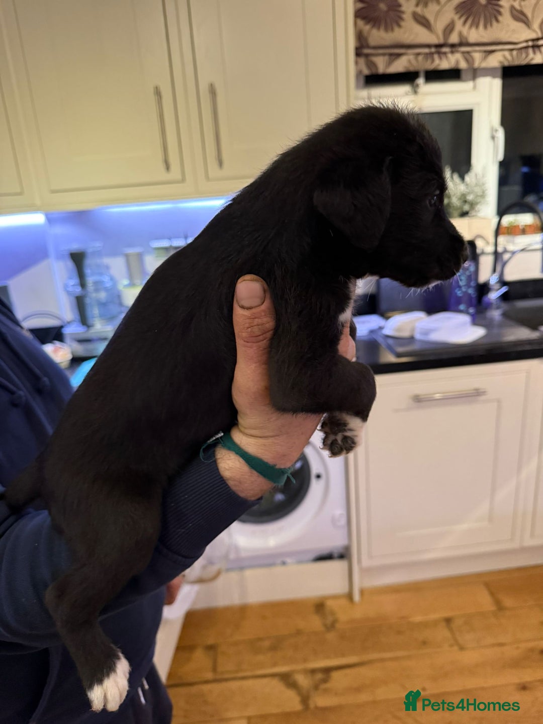 Lurcher dogs for sale: Bedlington lurcher puppies - Advert 2