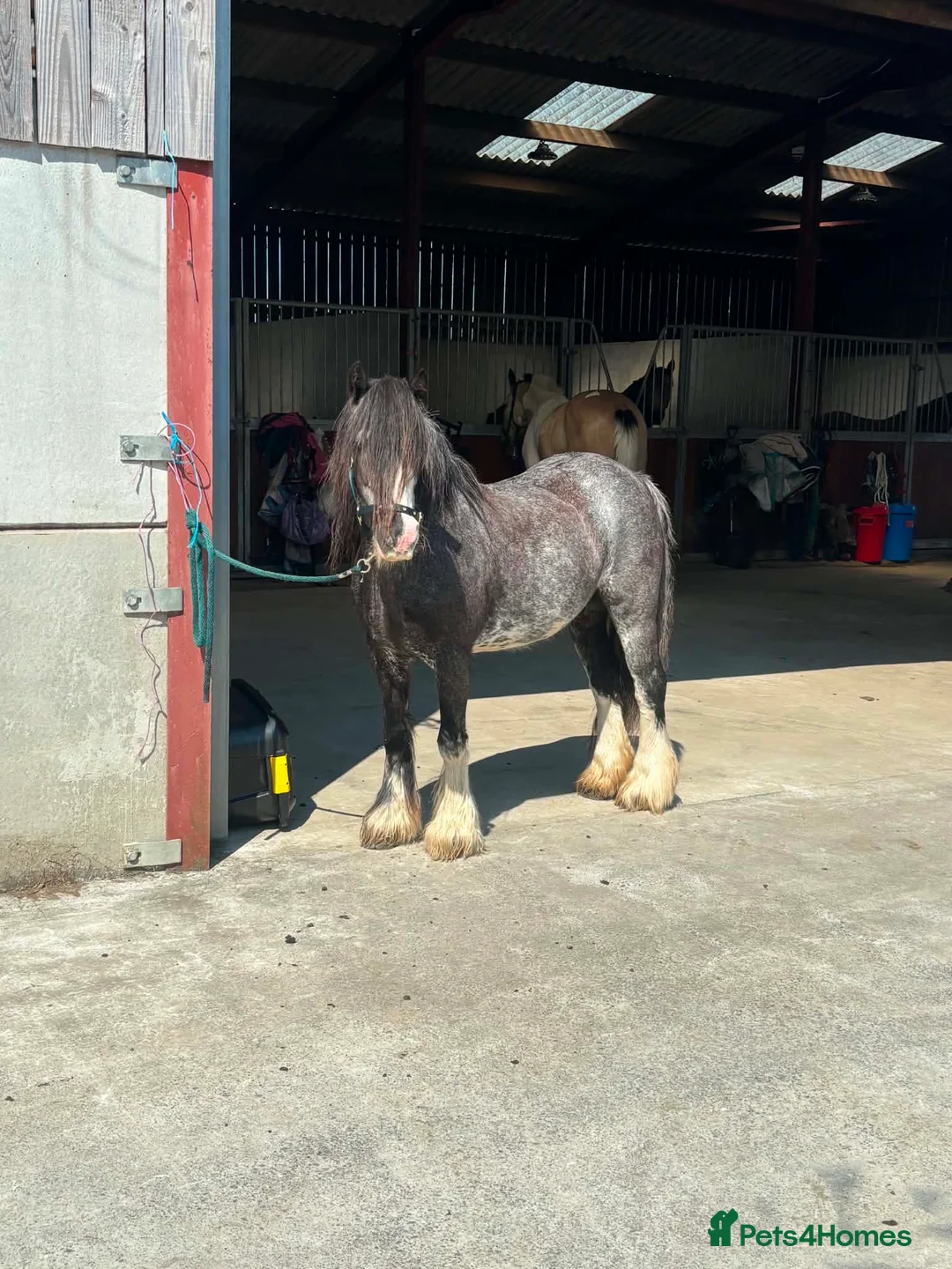 Irish Cob horses for sale: PERFECT QUALITY KIDS RIDE AND DRIVE 12.3HH  - Advert 5