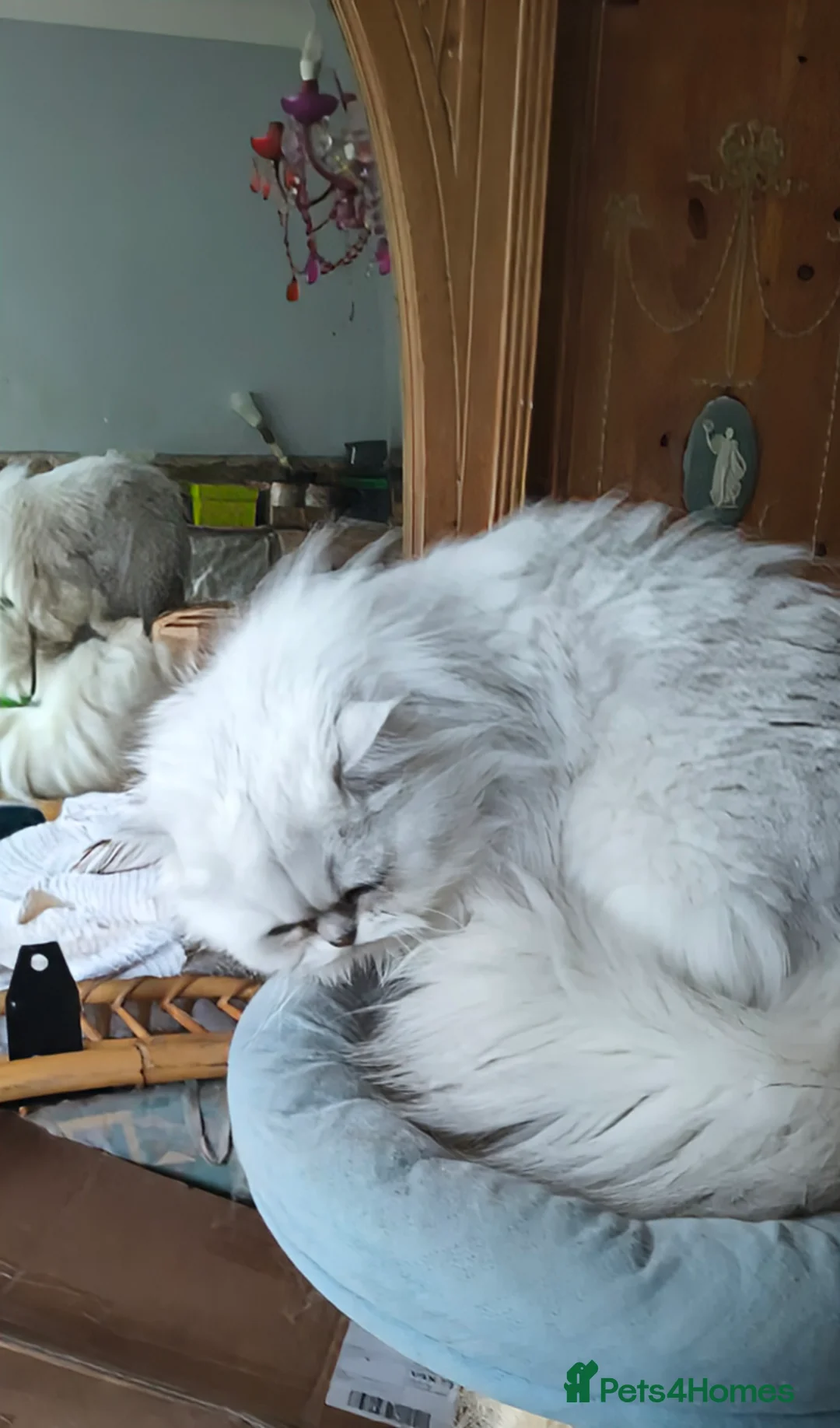 Persian cats for sale: 🍀Tipped Silver girl gentle and affectionate - Advert 6