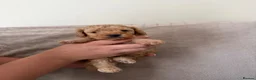 Toy Poodle dogs for sale: **REDUCED••Beautiful Toy Poodle Puppies - Advert 13